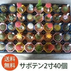 サボテン 苗 2号 6cmポット 40個セット ノベルティ ギフト 記念品 景品 粗品　ケース ミニ プチギフト ミニ苗　［ソラニワ］［H]