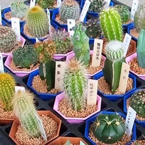 サボテン 苗 2号 6cmポット 40個セット ノベルティ ギフト 記念品 景品