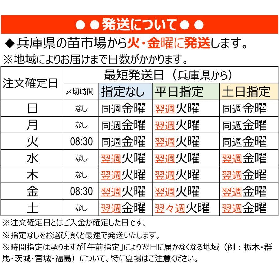 サボテン 苗 2号 6cmポット 40個セット ノベルティ ギフト 記念品 景品