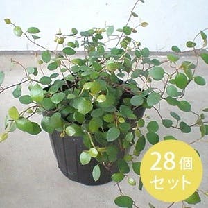 ワイヤープランツ グランドカバー 苗 28個 セット (3号 9cmポット) 多年草 ケース販売 寄せ植え 鉢植え ハンギング オシャレ おしゃれ 鉢植え ツル つる ［ソラニワ］