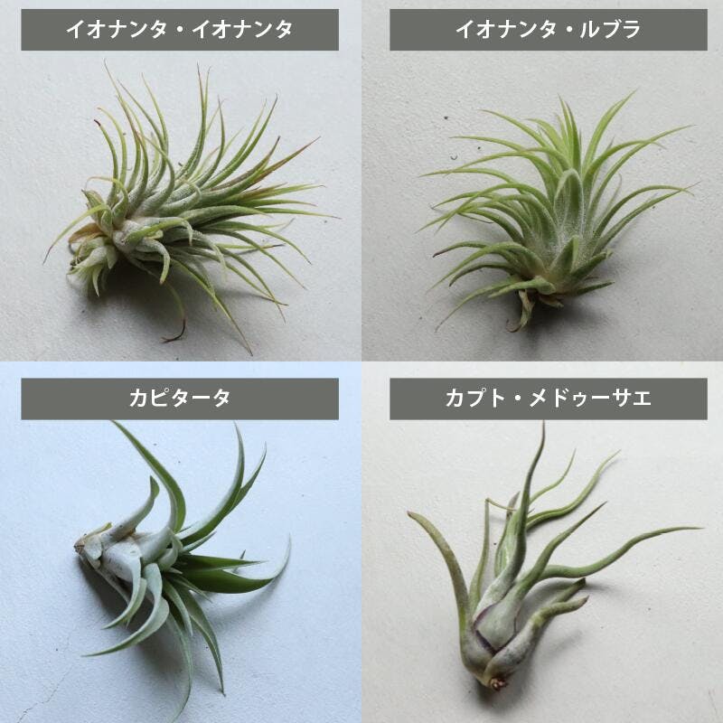 エアプランツ チランジア Mサイズ(5-14cm) 20個セット 品種アソート