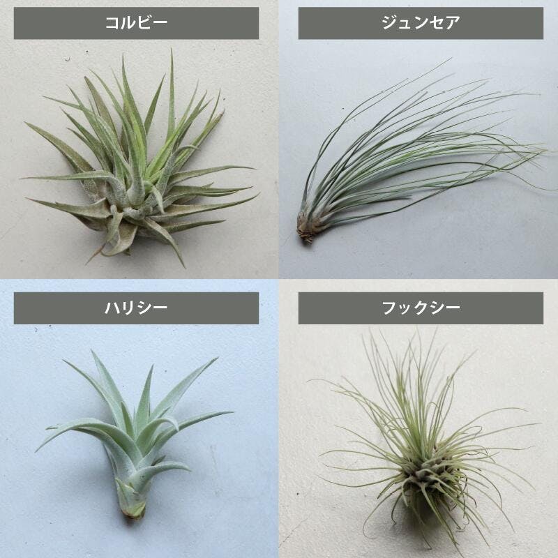 エアプランツ チランジア Mサイズ(5-14cm) 20個セット 品種アソート