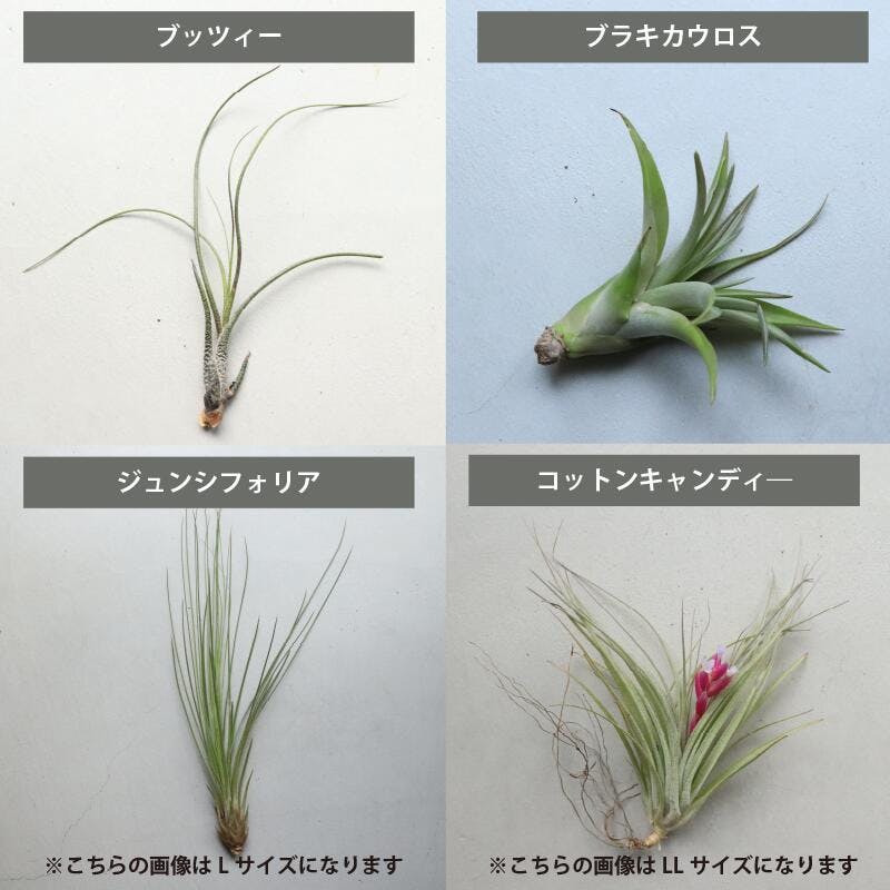 エアプランツ チランジア Mサイズ(5-14cm) 20個セット 品種アソート