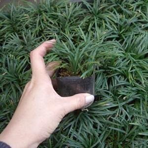 タマリュウ 玉竜 グランドカバー 苗 40個 セット (2.5号 7.5cmポット) 多年草 ケース販売 シェードガーデン 和モダン［ソラニワ］