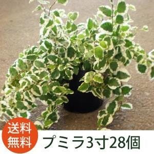 フィカス・プミラ グランドカバー 苗 28個 セット (3号 9cmポット) 多年草 ケース販売 寄せ植え 鉢植え ハンギング オシャレ おしゃれ 鉢植え ツル つる ［ソラニワ］