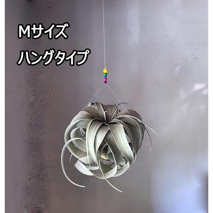 キセログラフィカ 吊り型 Mサイズ 2個セット チランジア 着生植物 エアプランツの王様 全国どこでも送料無料 ハンギング 吊り下げ  [ソラニワ]