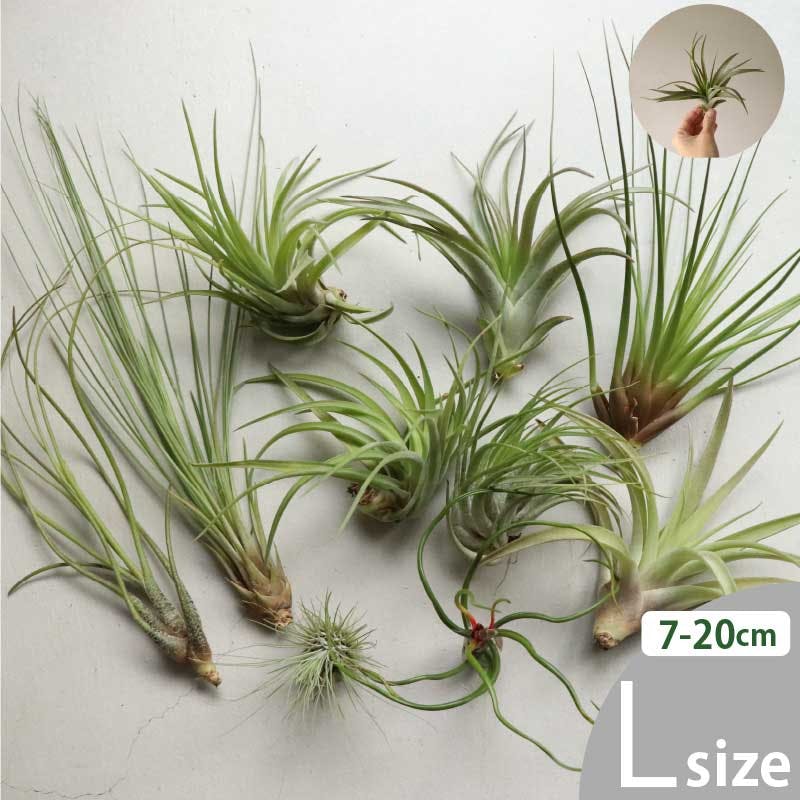 エアプランツ チランジア Lサイズ(7-20cm) 10個セット 選べる品種 全国どこでも送料無料 ノベルティ ギフト 着生植物 ［ソラニワ］