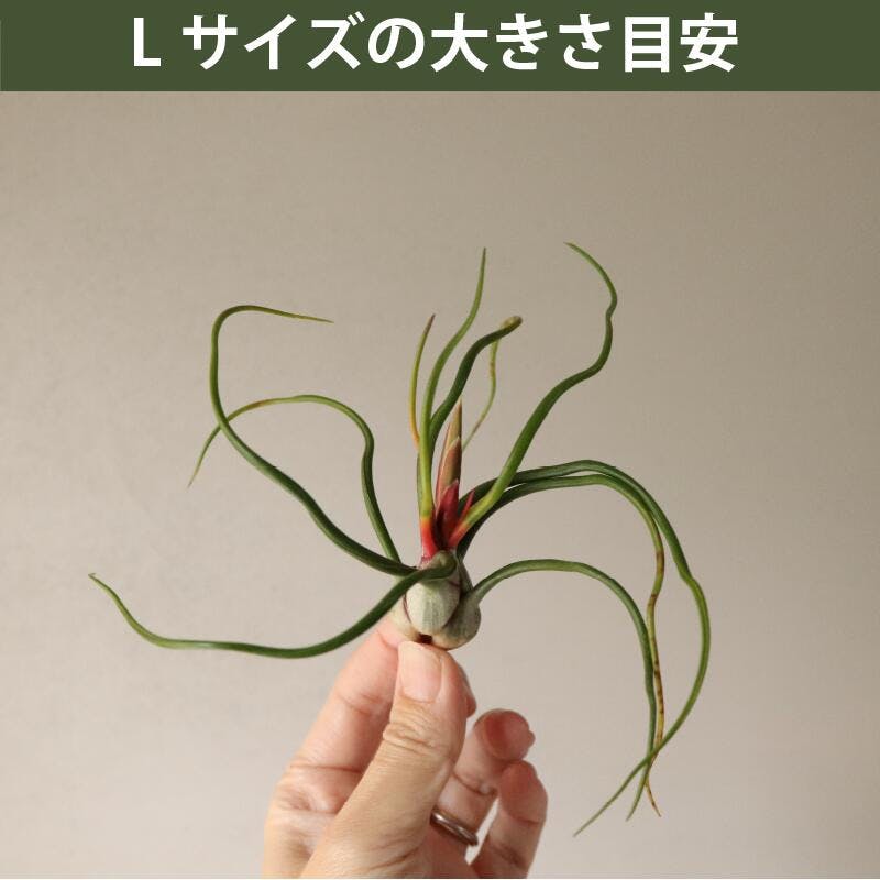 エアープランツL エアプランツ チランジア Lサイズ(7-20cm) 10個セット 品種アソート