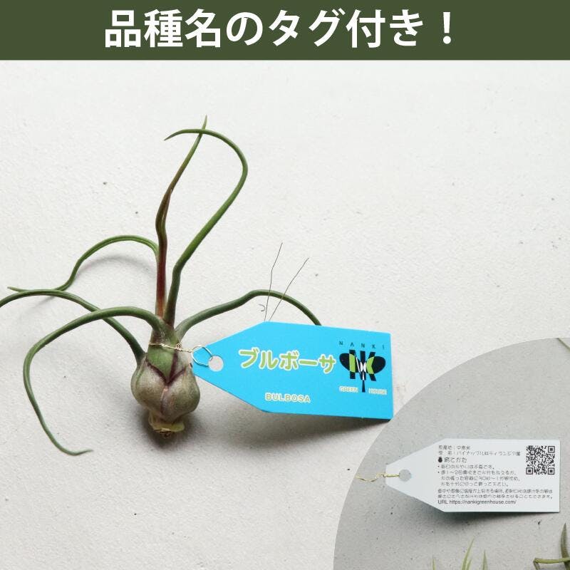 エアープランツL エアプランツ チランジア Lサイズ(7-20cm) 10個セット 品種アソート