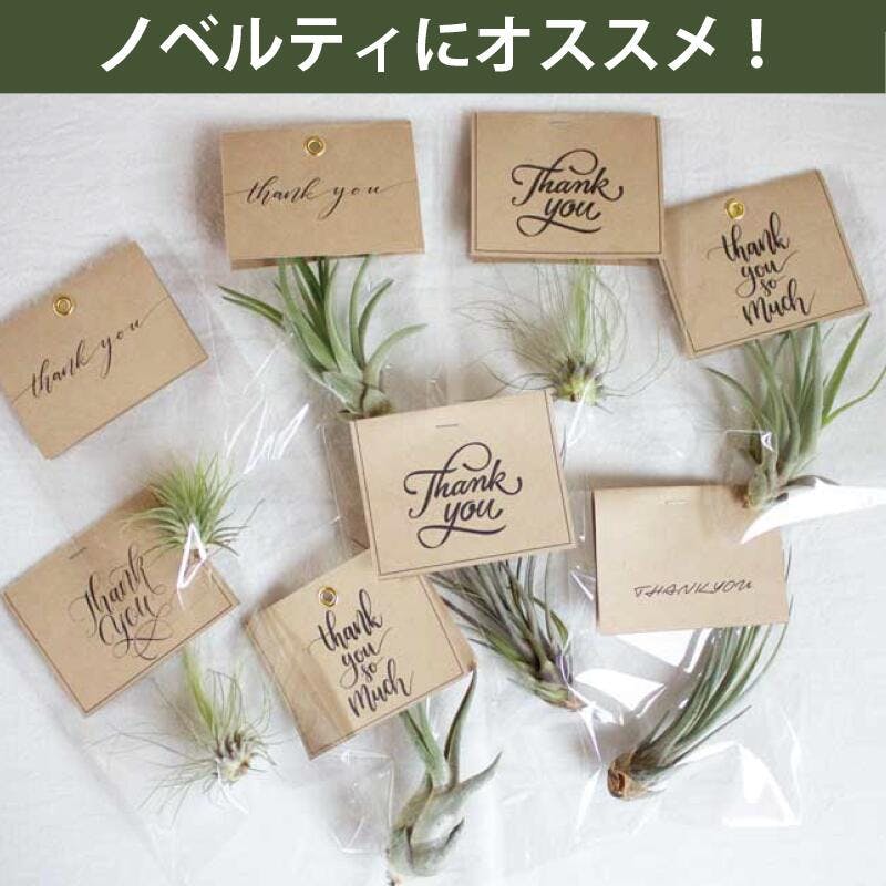 エアプランツ チランジア Lサイズ(7-20cm) 10個セット 品種アソート