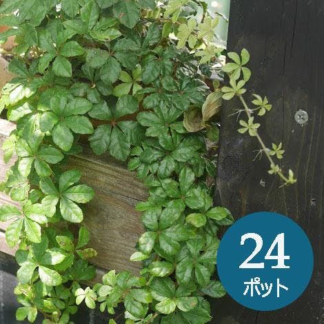 シュガーバイン グランドカバー 苗 24個 セット (3号 9cmポット) 多年草 ケース販売 寄せ植え 鉢植え ハンギング オシャレ おしゃれ 鉢植え ツル つる ［ソラニワ］