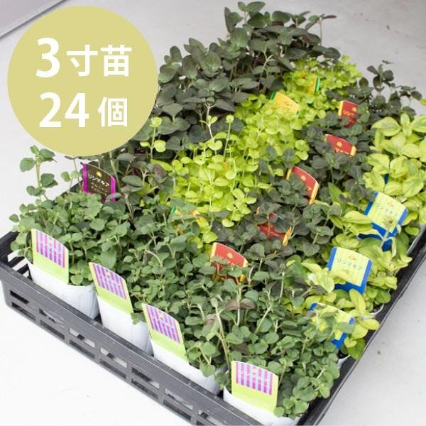 リシマキア　品種ミックス グランドカバー 苗 24個 セット (3号 9cmポット) 多年草 ケース販売 オシャレ おしゃれ 鉢植え シェードガーデン 湿地 ［ソラニワ］