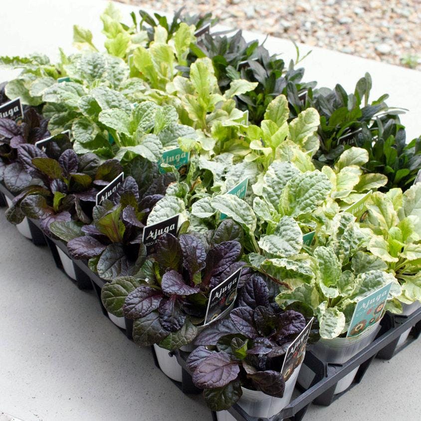 アジュガ 品種ミックス グランドカバー 苗 28個 セット (3号 9cmポット) 多年草 ケース販売 オシャレ おしゃれ 鉢植え シェードガーデン［ソラニワ］