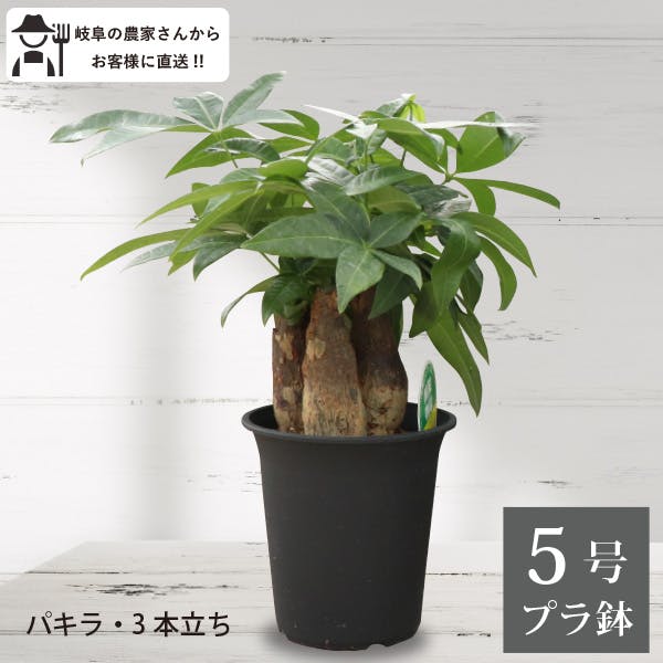 パキラ（3本立ち）5号鉢  2個セット観葉植物 王道 人気 定番 室内 オフィス 農場直送 おしゃれ インテリア 初心者 ギフト 育てやすい 送料無料 ［ソラニワ］［G]