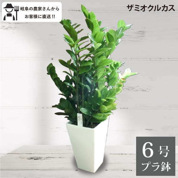 ザミオクルカス 6号鉢 観葉植物 シンプルモダン カッコいい オフィス バー 美容院 金運 仕事運 農場直送 金銭樹 ［ソラニワ］［G］ギフト