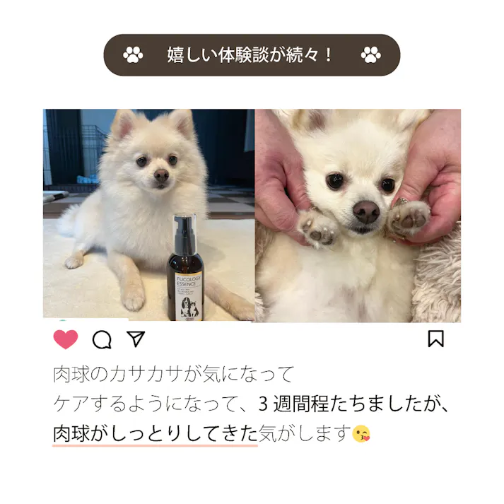 【アトペット フコロジーエッセンス 100ml】 ラムズマークス ちあふる 犬・猫の深刻な乾燥肌に。もずくフコイダン高配合の皮膚バリア保湿美容液。舐めても安心。肉球や指間ケア。ベタつかない。ステロイド不使用・無添加。日本製 JAN:4580173980775