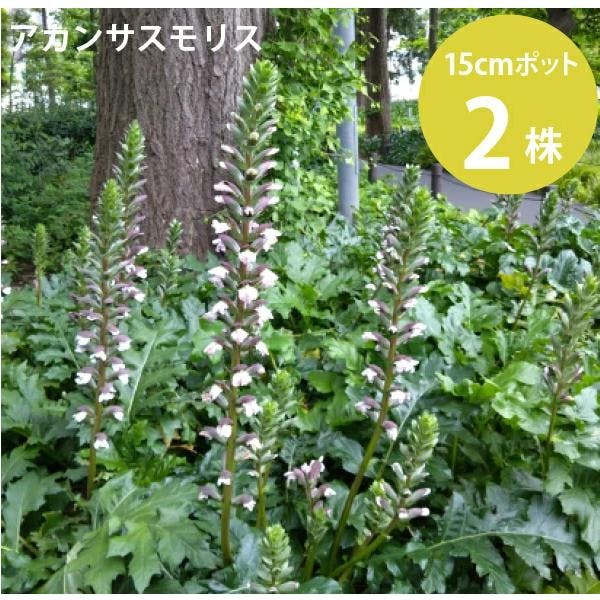 アカンサスモリス 5号 15cmポット 2株セット 耐寒性 苗 ハアザミ 常緑