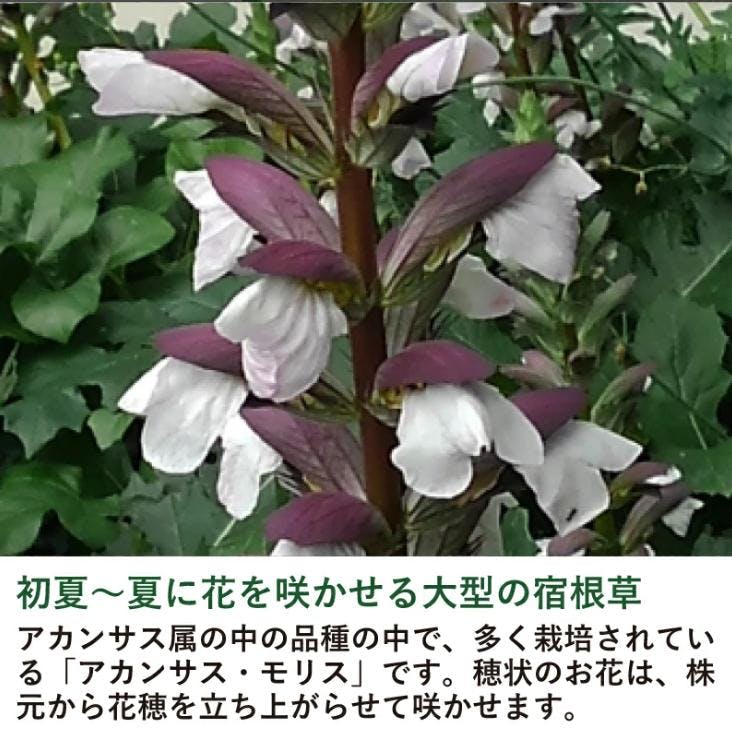 アカンサスモリス 5号 15cmポット 2株セット 耐寒性 苗 ハアザミ 常緑