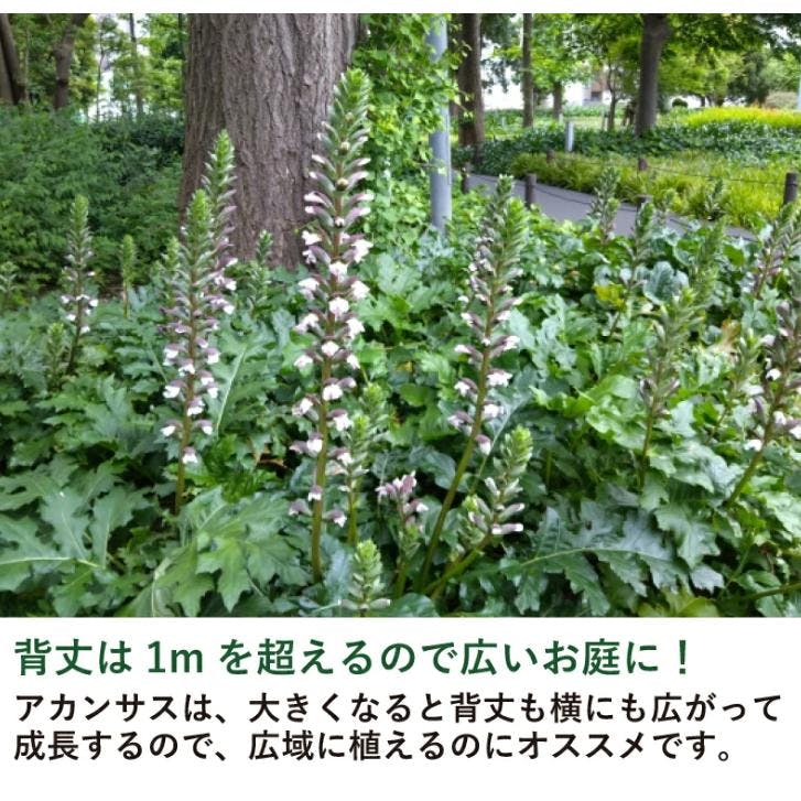アカンサスモリス 5号 15cmポット 2株セット 耐寒性 苗 ハアザミ 常緑