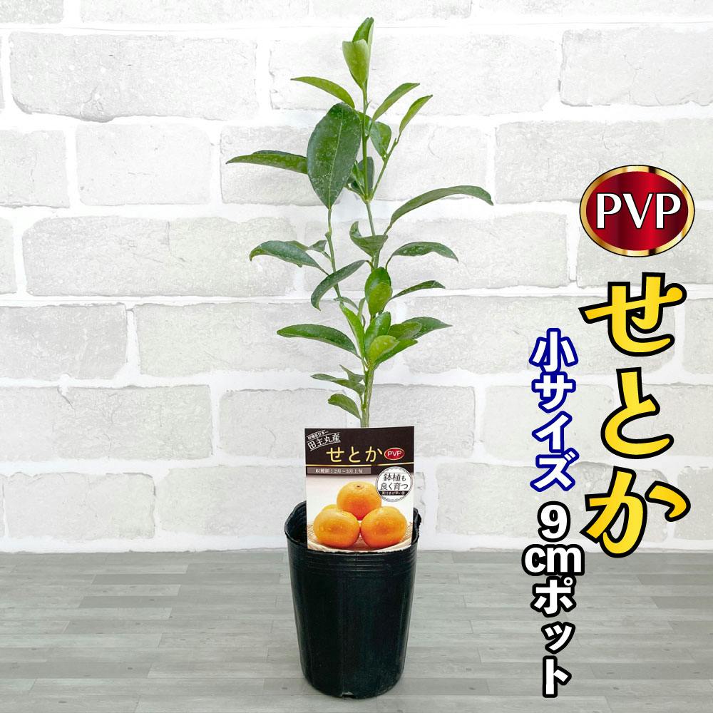 せとか苗木 みかん 苗木 せとか (PVP) [小] 9cmポット 3号 鉢植え ポット植え