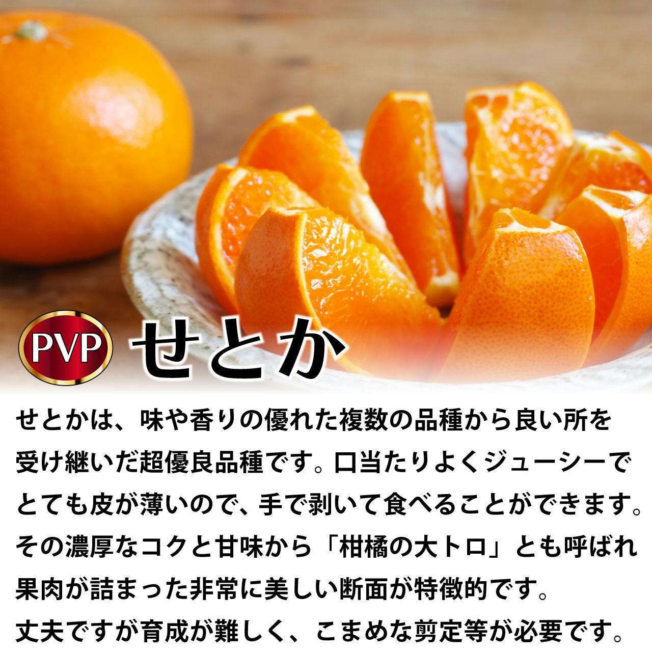 せとか苗木 せとか 苗木 【せとか ［登録品種］】 3年生 接ぎ木 約1.0m 大苗