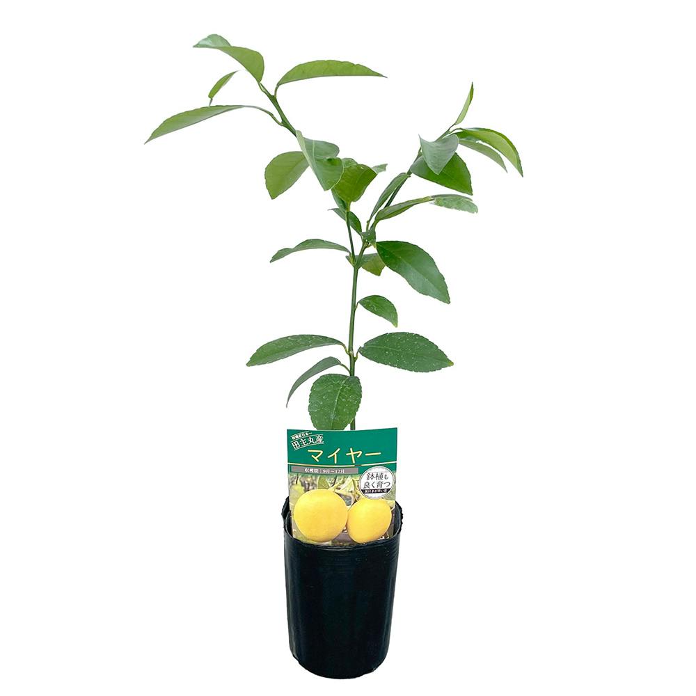 レモン 苗木 マイヤー [小] 9cmポット 3号 鉢植え ポット植え 接ぎ木苗 果樹