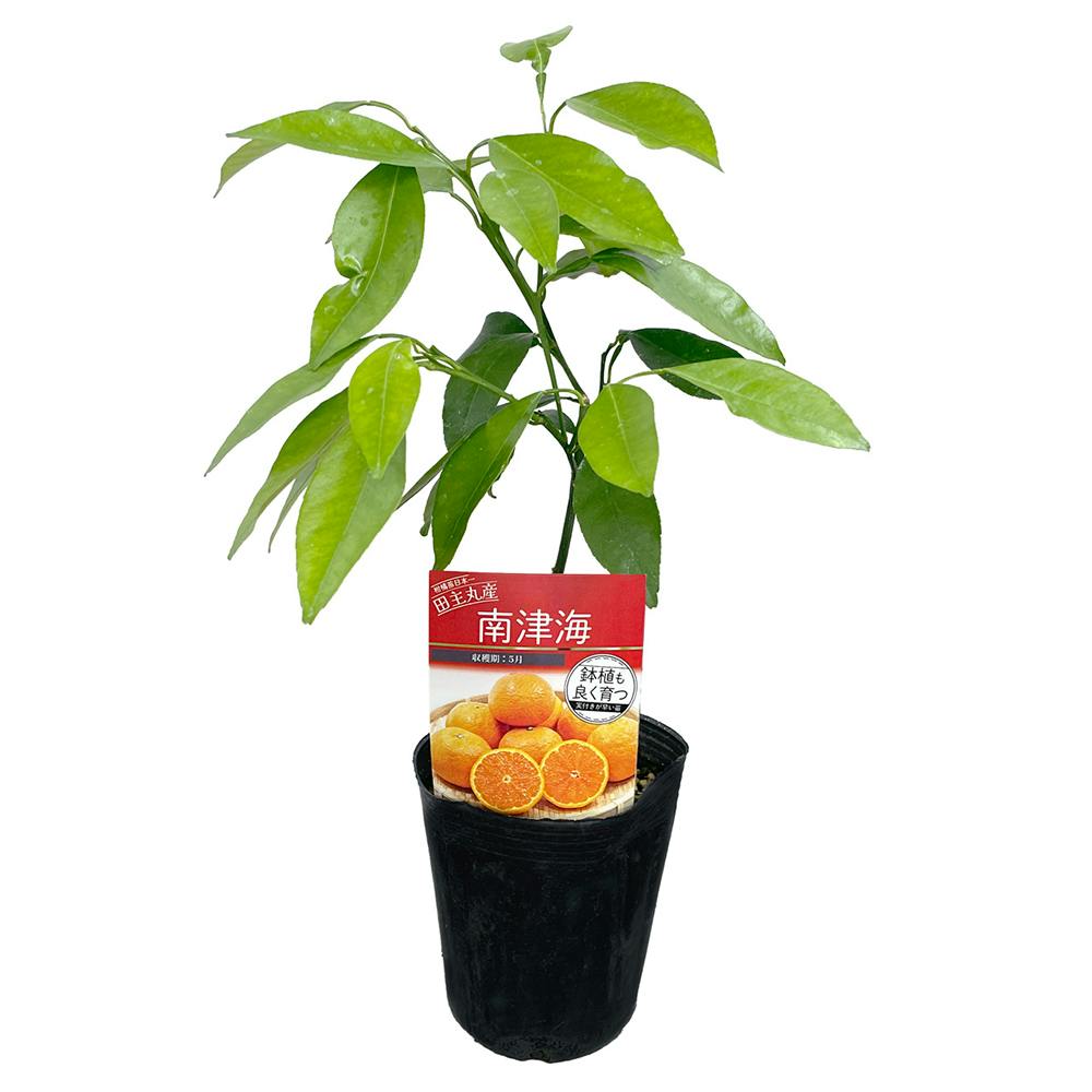 みかん 苗木 南津海 [小] 9cmポット 3号 鉢植え ポット植え 接ぎ木苗 果樹