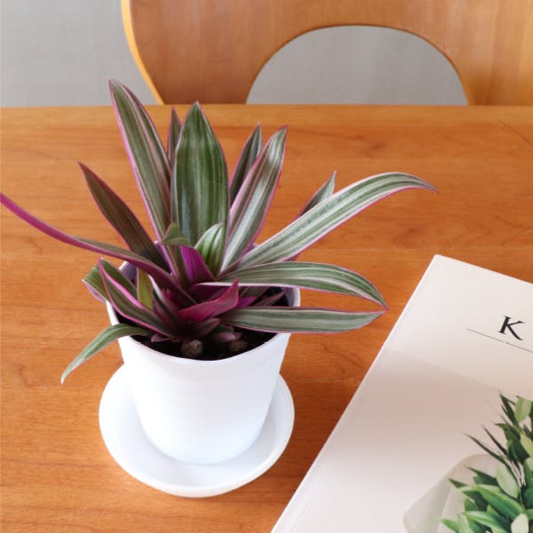 ［生産者直送］ムラサキオモト（紫万年青）風水 1ポットセット お洒落な白いプラ鉢セット インテリアグリーン ギフトにも （ina) 送料無料　観葉植物　室内　シキンラン　ロエオ
