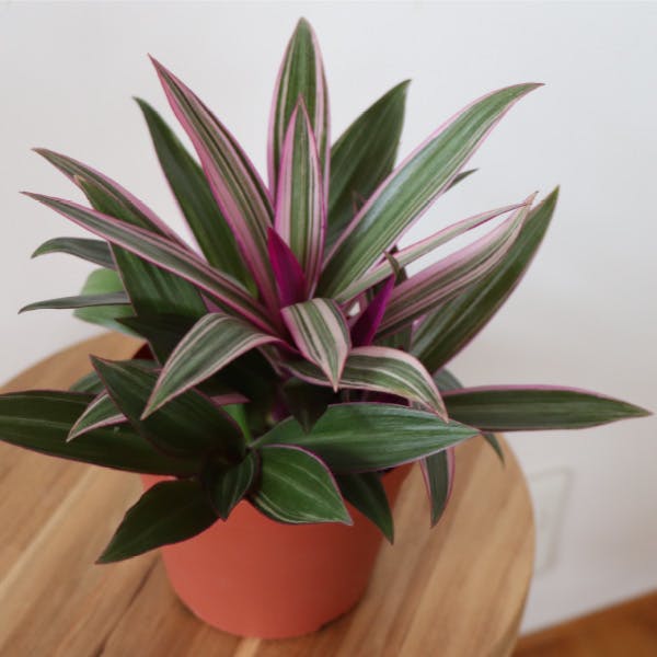 ［生産者直送］ムラサキオモト（紫万年青）4号（12cmポット） 風水 1ポットセット お洒落な白いプラ鉢セット インテリアグリーン ギフトにも （ina) 送料無料　観葉植物　室内　シキンラン　ロエオ