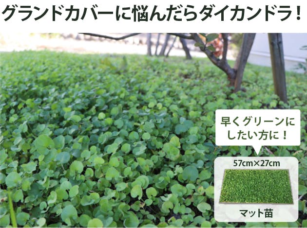 ダイカンドラ マット 苗 27cm×57cm 18枚　グランドカバー ミクランサ ケース販売 ディコンドラ ダイコンドラ 生産者直送 下草 お得 まとめ買い 丈夫 強い 日陰 耐暑性 常緑 多年草