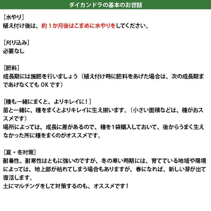 ダイカンドラ マット 苗 27cm×57cm 6枚 グランドカバー ミクランサ ケース販売 ディコンドラ ダイコンドラ 生産者直送 下草 お得 まとめ買い 丈夫 強い 日陰 耐暑性 常緑 多年草
