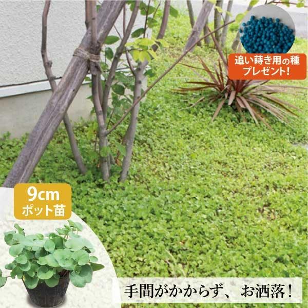 ダイカンドラ 苗 エメラルドフォールズ (3号 9cmポット) 96個 ミクランサ （オリジナル育て方付）緑葉 グランドカバー ［ソラニワ］