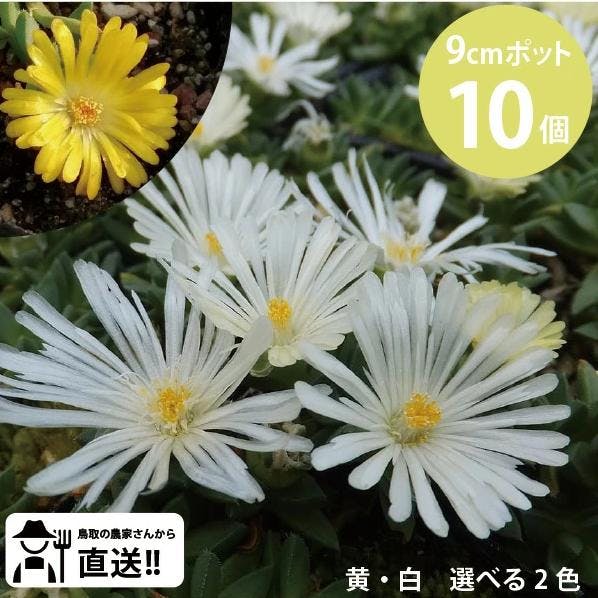 デロスペルマ・白花黄花ミックス 10個セット 耐寒性マツバギク 多肉植物 砂漠の宝石 苗 ［ソラニワ］