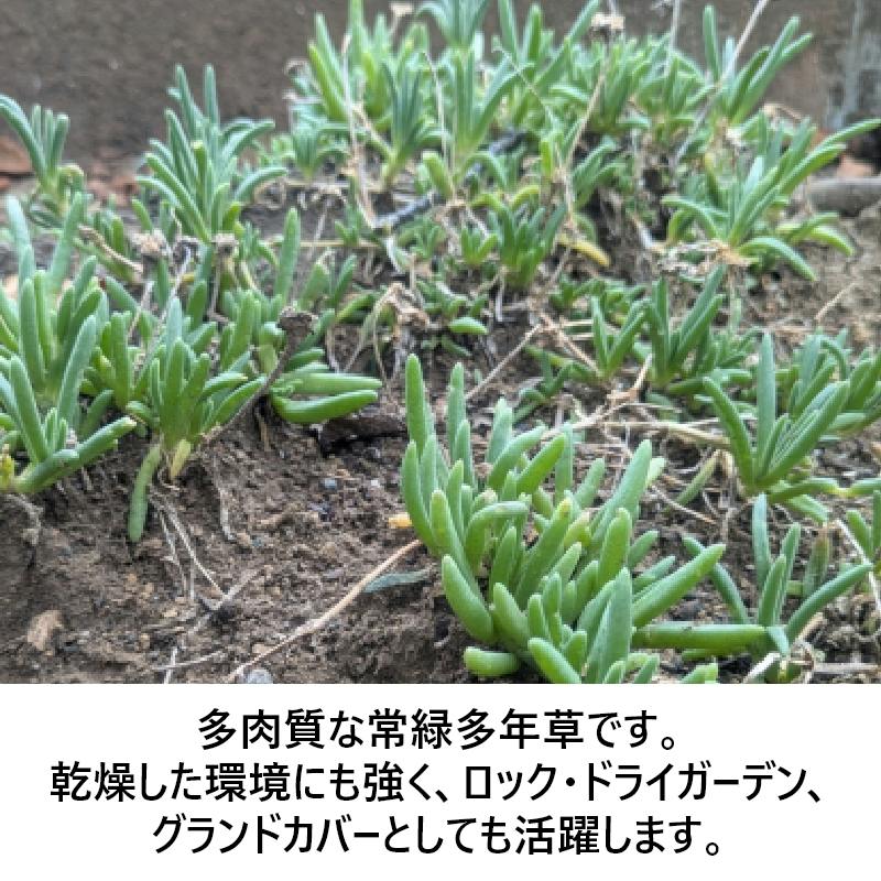 デロスペルマ・黄花 9cmポット 10個セット 耐寒性マツバギク 多肉植物