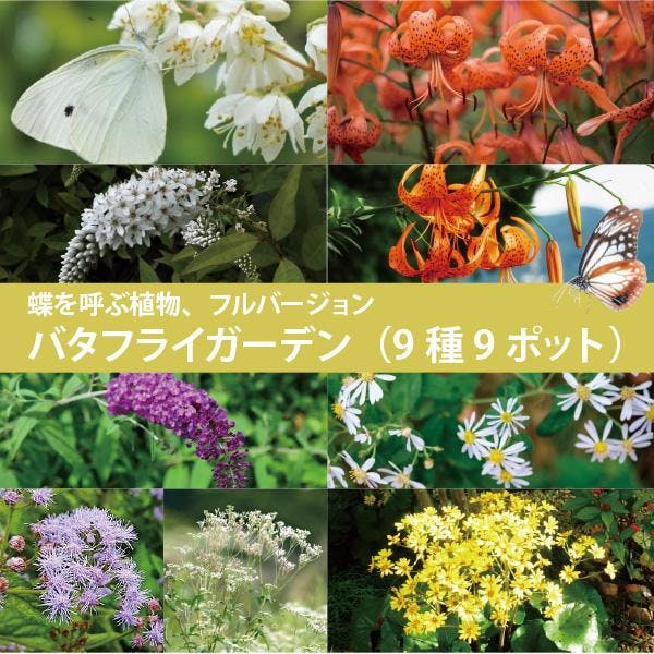 蝶を呼ぶ バタフライガーデン 8種11ポット 苗 フルセット フジバカマ ブッドレア バタフライブッシュ アサギマダラ アゲハ 多年草 宿根草 ［ソラニワ］