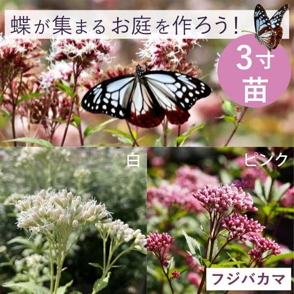 蝶を呼ぶ バタフライガーデン 3種6ポット 苗 コンパクトセット フジバカマ ブッドレア アサギマダラ アゲハ 多年草 宿根草 バタフライブッシュ ［ソラニワ］