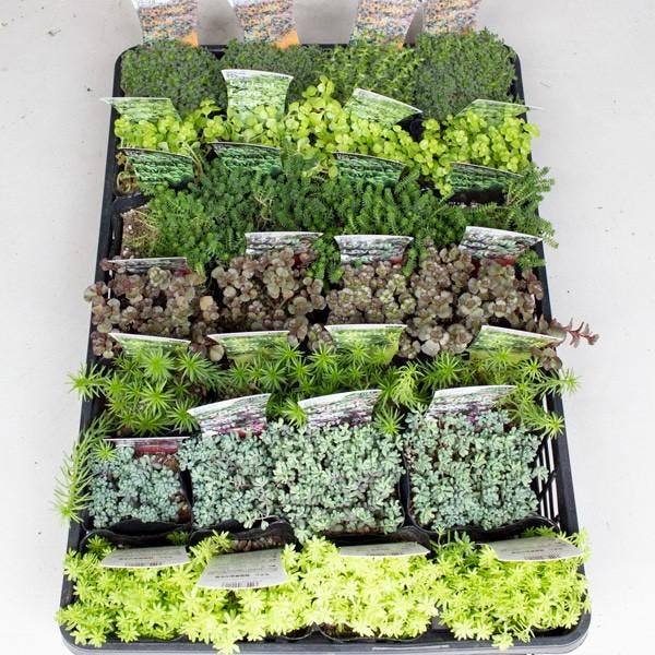 セダム 品種ミックス 7種28個 セット 寄せ植え グランドカバー ベンケイソウ 万年草 多肉植物 品種アソート おまかせ  下草 多年草［ソラニワ］