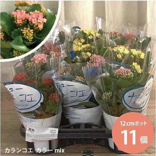 カランコエ カラーミックス 11個セット (4号 12cmポット) 多肉植物 観葉植物 苗 ［ソラニワ］