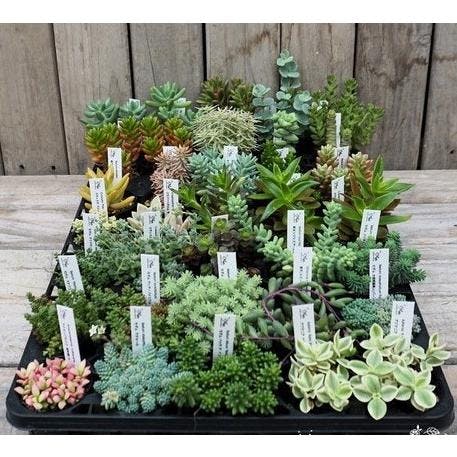 セダム 品種ミックス 17種35個 セット 寄せ植え グランドカバー ベンケイソウ 万年草 多肉植物 品種アソート おまかせ  下草 多年草［ソラニワ］