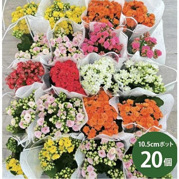 カランコエ 八重 ローズフラワー カラーミックス 20個セット (3.5号 10.5cmポット) 多肉植物 観葉植物 苗 ［ソラニワ］