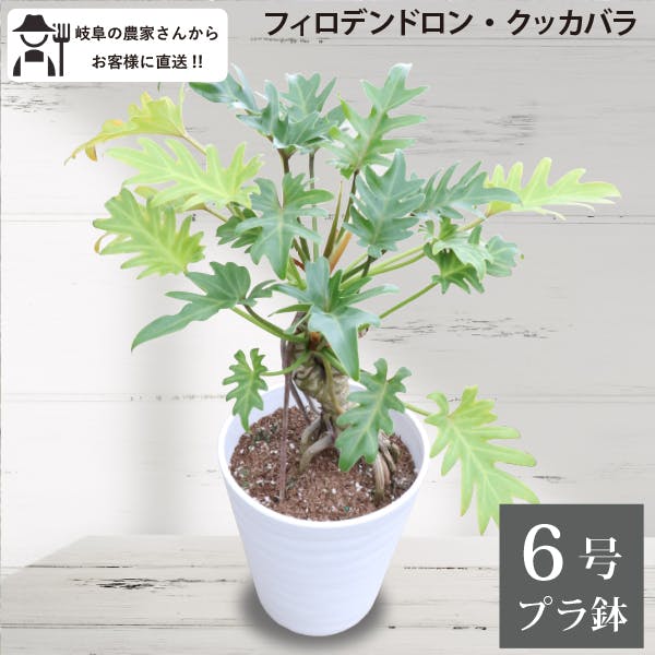 フィロデンドロン クッカバラ 根上がり 6号鉢 観葉植物 人気 ユニーク 個性的 オフィス 農場直送 おしゃれ インテリア ［ソラニワ］