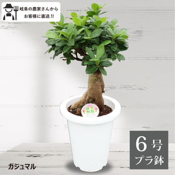 ガジュマル　6号 観葉植物 幸福の木 多幸の木 金のなる木 インテリア 鉢植え 農場直送 ユニーク 本物 丈夫 ソラニワ］