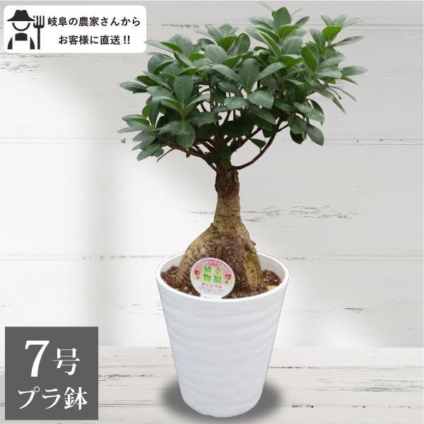 ガジュマル　7号 観葉植物 幸福の木 多幸の木 金のなる木 インテリア 鉢植え 農場直送 ユニーク 本物 丈夫 ソラニワ］