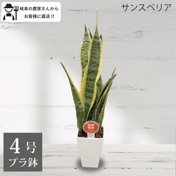 サンスベリア トラノオ 4号 観葉植物 サンセベリア 空気清浄 トリファスキアタ ローレンティ 初心者　浄化 風水 スタイリッシュ オフィス ［ソラニワ］