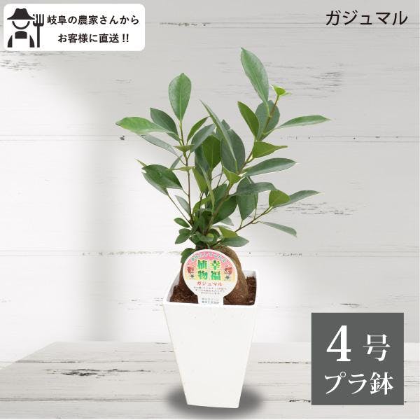 ガジュマル　4号 観葉植物 幸福の木 多幸の木 金のなる木 インテリア 鉢植え 農場直送 ユニーク 本物 丈夫 ソラニワ］