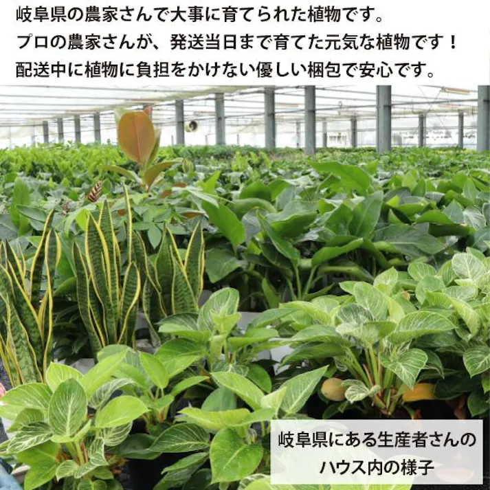 ガジュマル 4号 観葉植物 幸福の木 多幸の木 金のなる木 インテリア 鉢植え 農場直送 ユニーク 本物 丈夫 ソラニワ 初心者