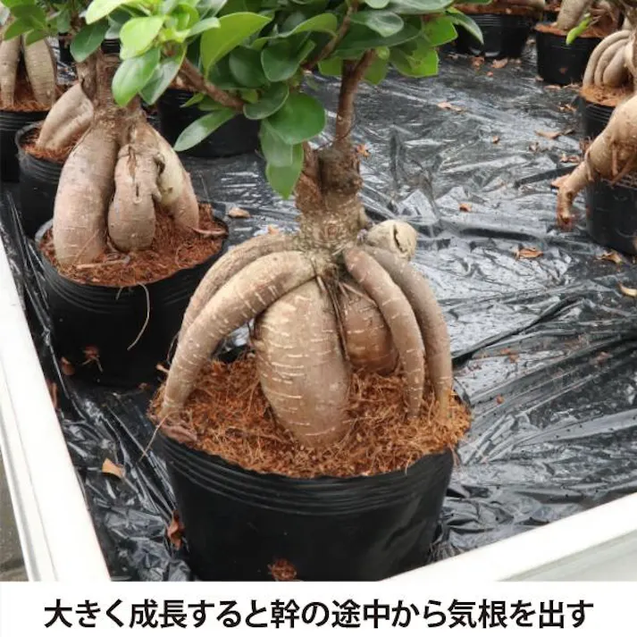 ガジュマル 5号 観葉植物 幸福の木 多幸の木 金のなる木 インテリア 鉢植え 農場直送 ユニーク 本物 丈夫 ソラニワ 初心者