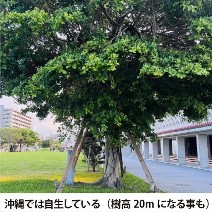 ガジュマル 5号 観葉植物 幸福の木 多幸の木 金のなる木 インテリア 鉢植え 農場直送 ユニーク 本物 丈夫 ソラニワ 初心者