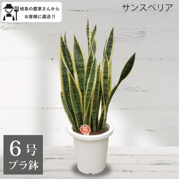 サンスベリア トラノオ 6号 観葉植物 サンセベリア 空気清浄 トリファスキアタ ローレンティ 初心者　浄化 風水 スタイリッシュ オフィス ［ソラニワ］