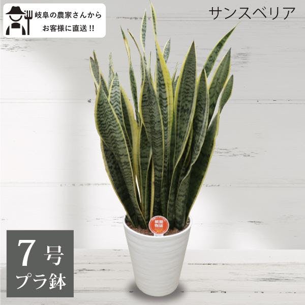 サンスベリア トラノオ 7号 観葉植物 サンセベリア 空気清浄 トリファスキアタ ローレンティ 初心者　浄化 風水 スタイリッシュ オフィス ［ソラニワ］